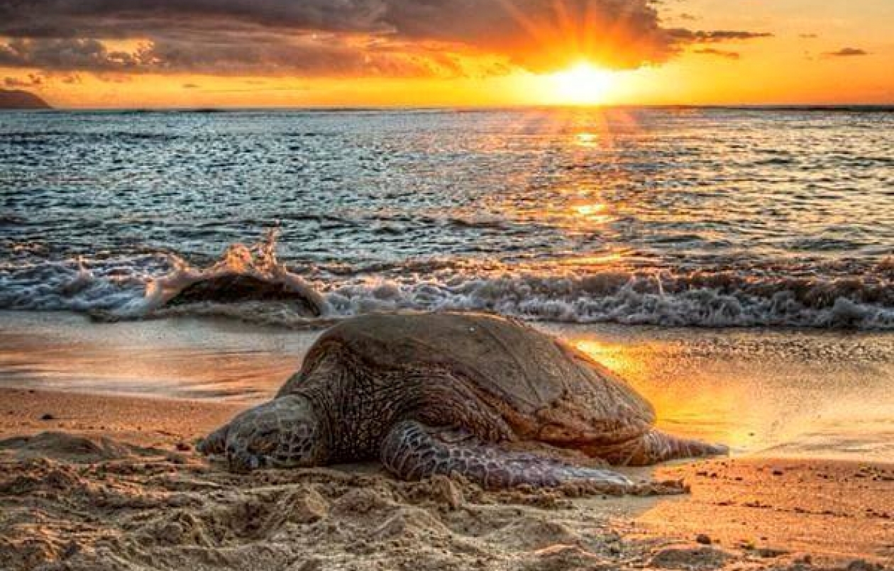 Turtle Watching Matura